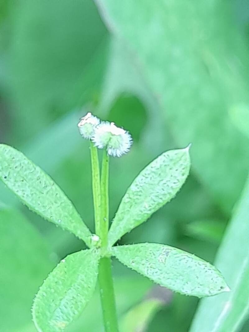 Galium spurium fruit