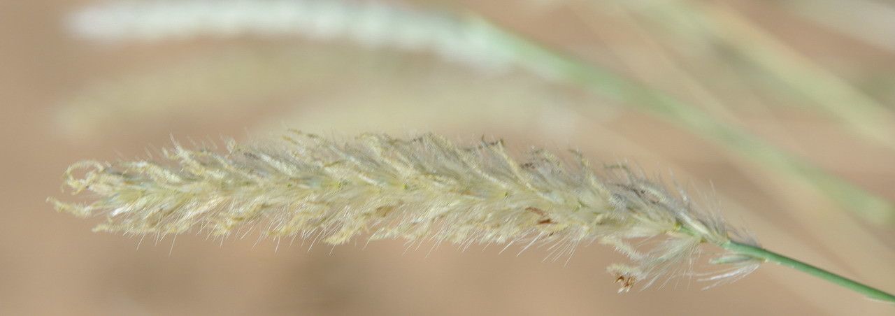 Pennisetum divisum flower