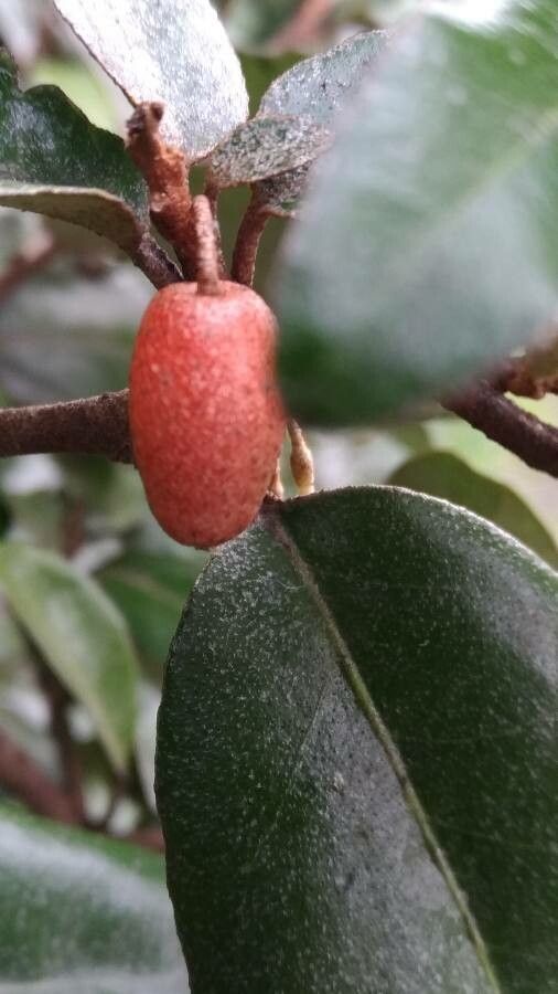 Elaeagnus x ebbingei fruit
