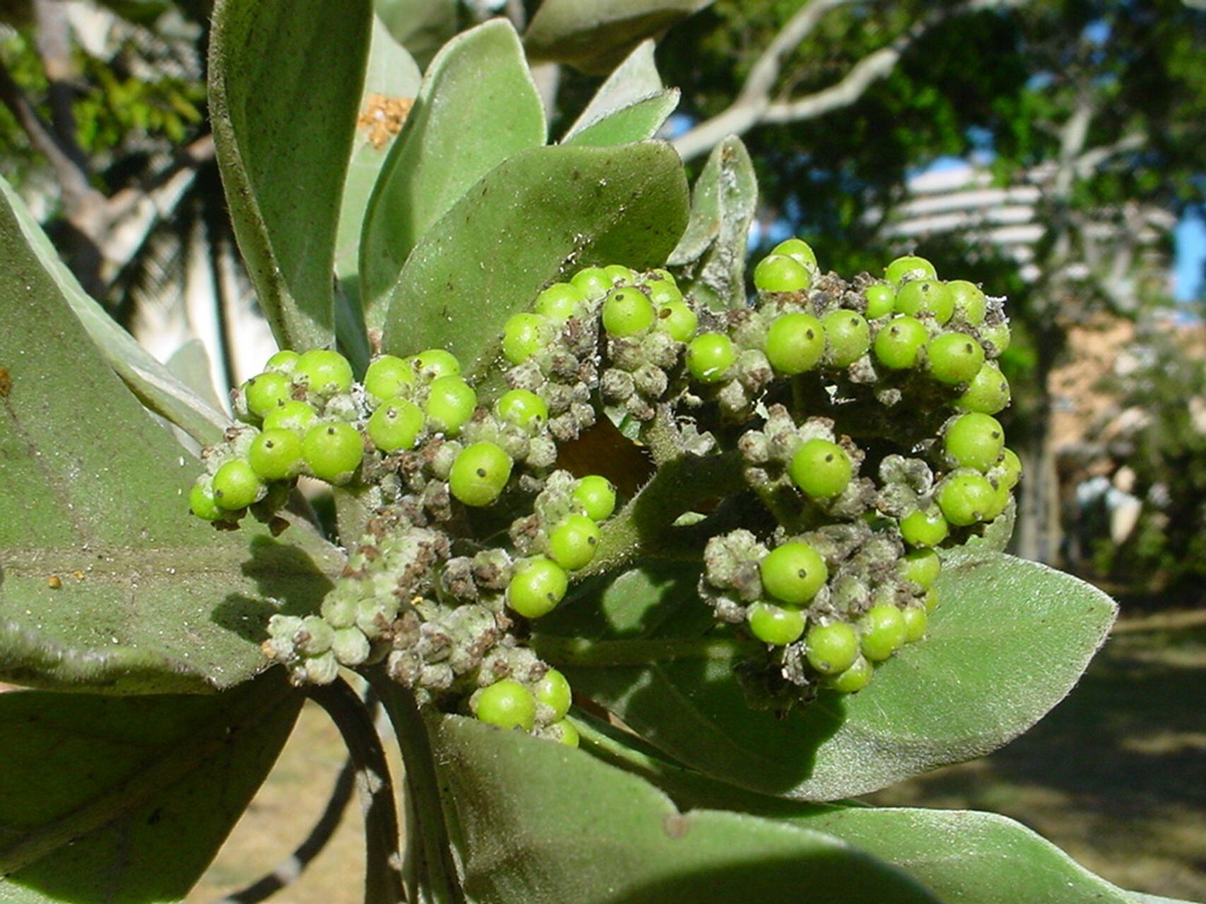 Argusia argentea fruit