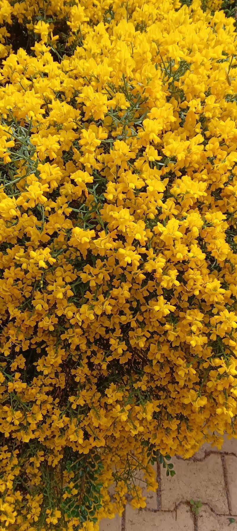 Genista lydia flower