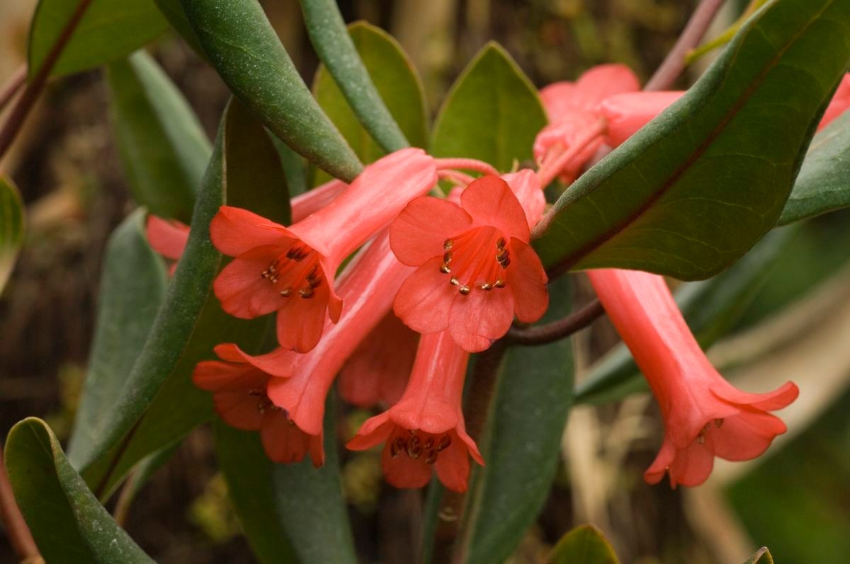 Rhododendron sojolense flower