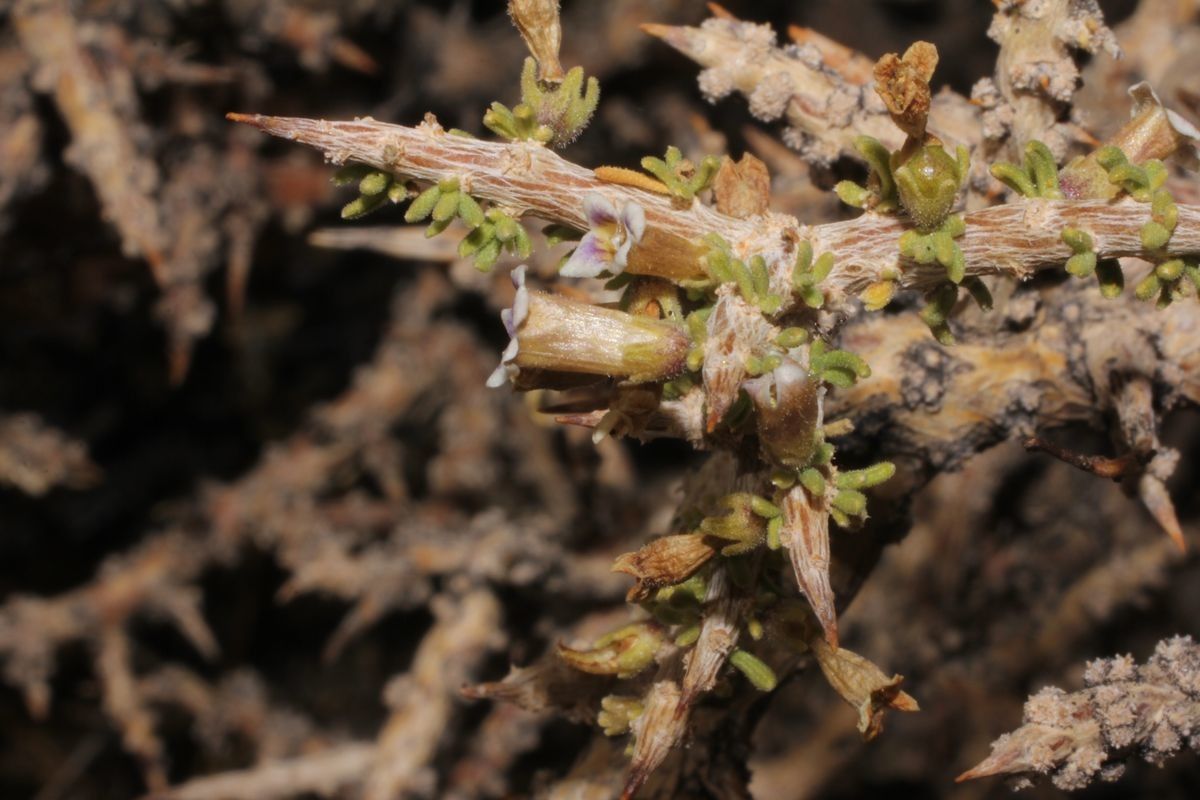 Lycium chanar flower