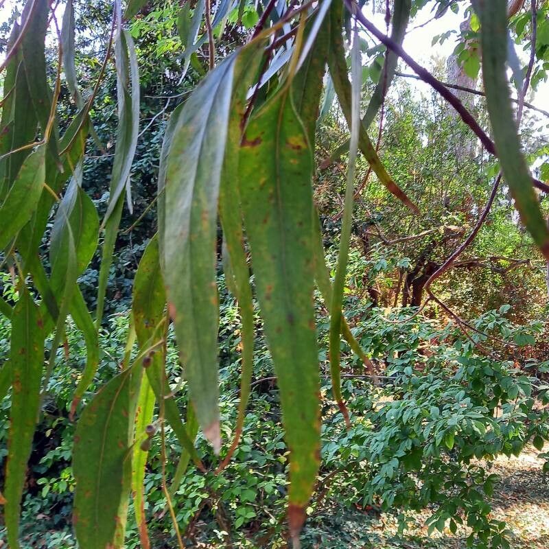 Eucalyptus goniocalyx — search result for 'Eucalyptus'