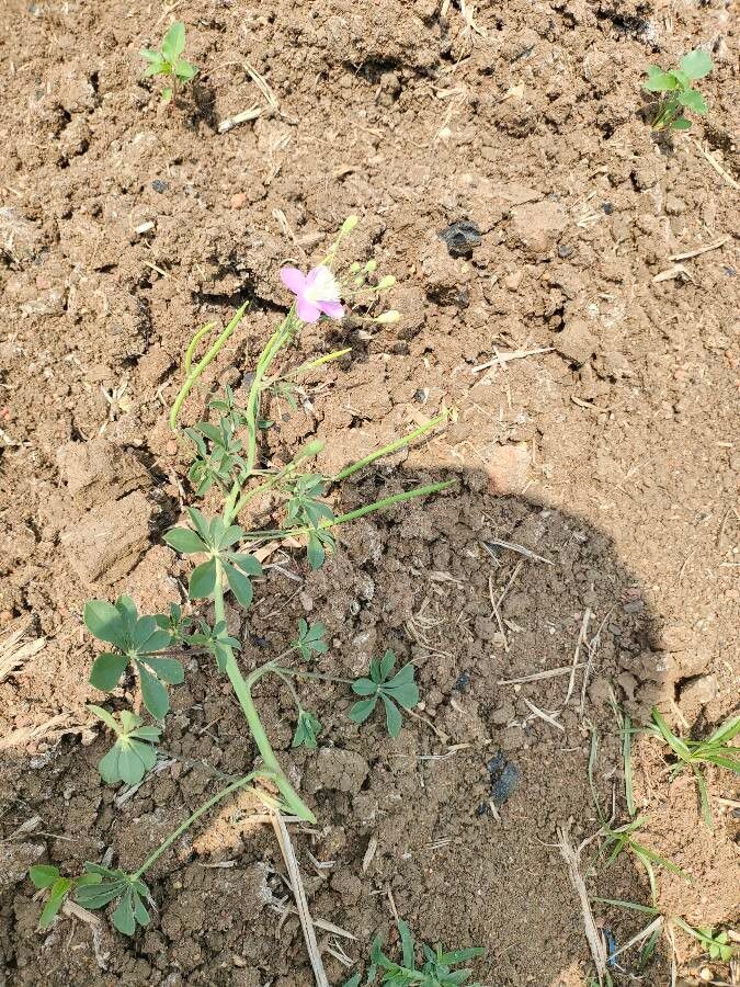 Cleome chelidonii flower