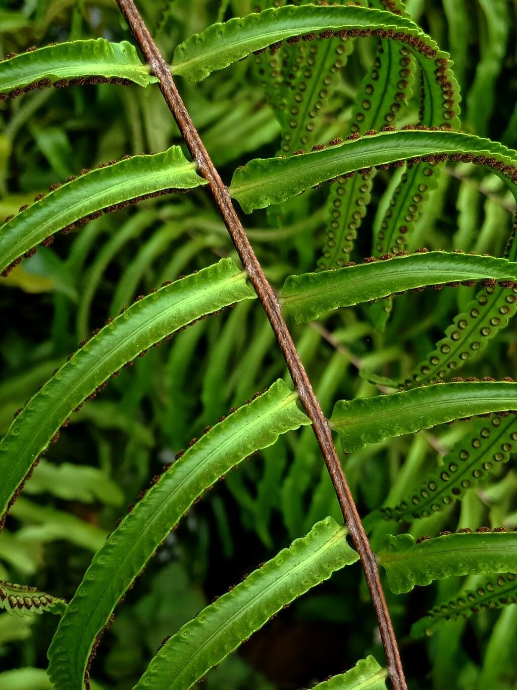 Nephrolepis brownii