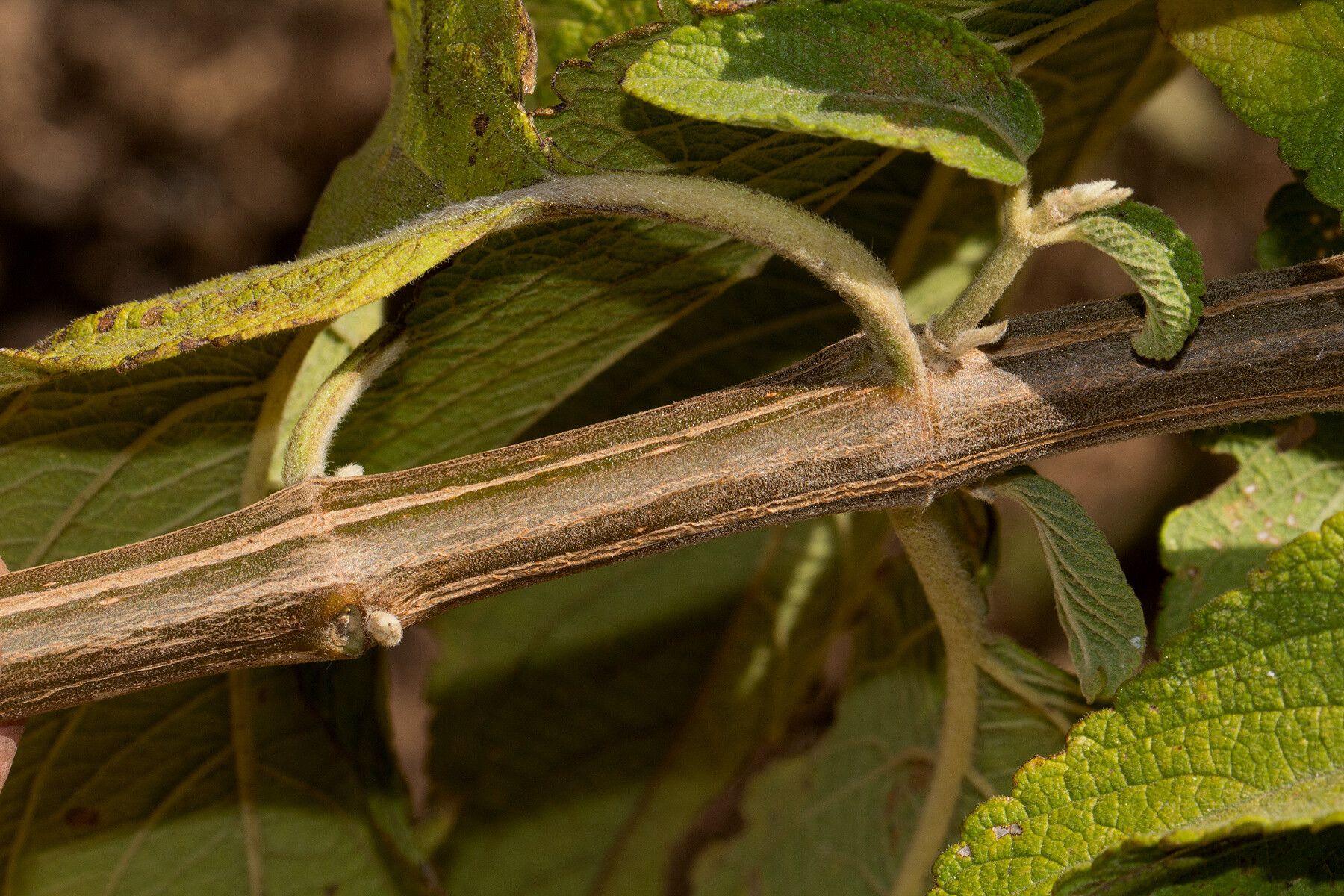Leonotis decadonta bark