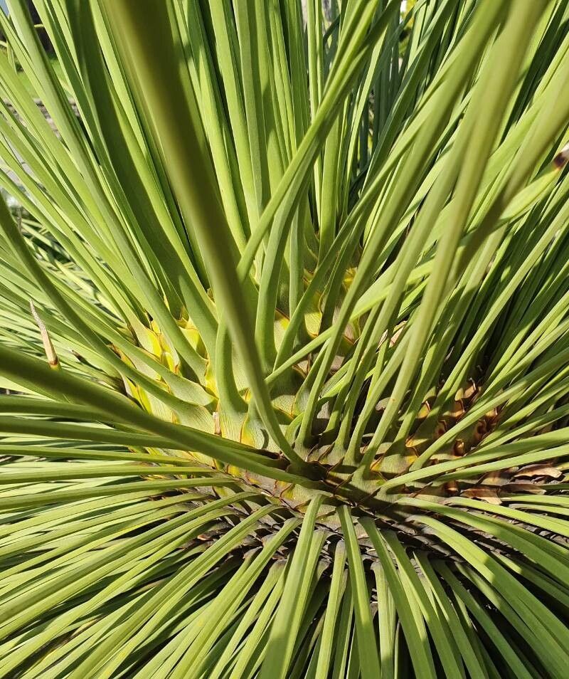 Dasylirion quadrangulatum — search result for 'Dasylirion'