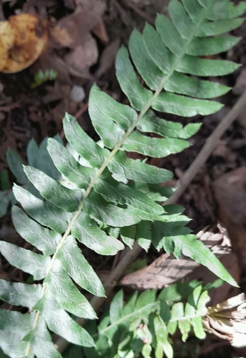 Blechnum australe — houseplant care guide