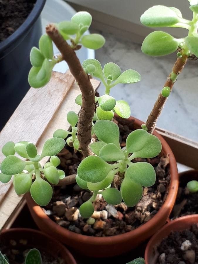 Plectranthus socotranus leaf