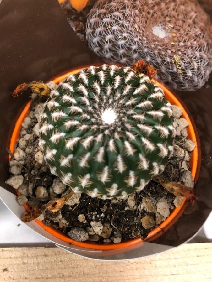 Sulcorebutia arenacea leaf