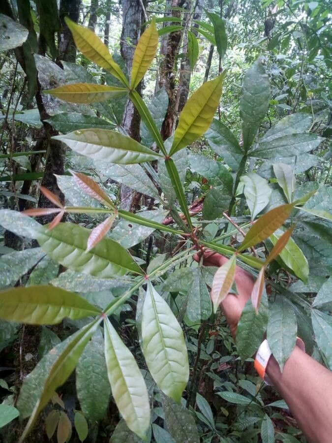 Quassia amara — soil improver houseplant