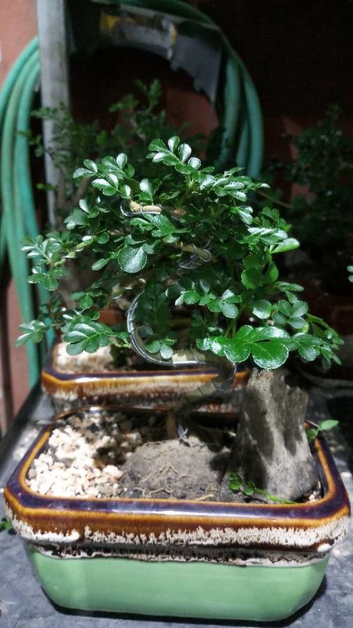 Feroniella lucida — search result for 'Laos'