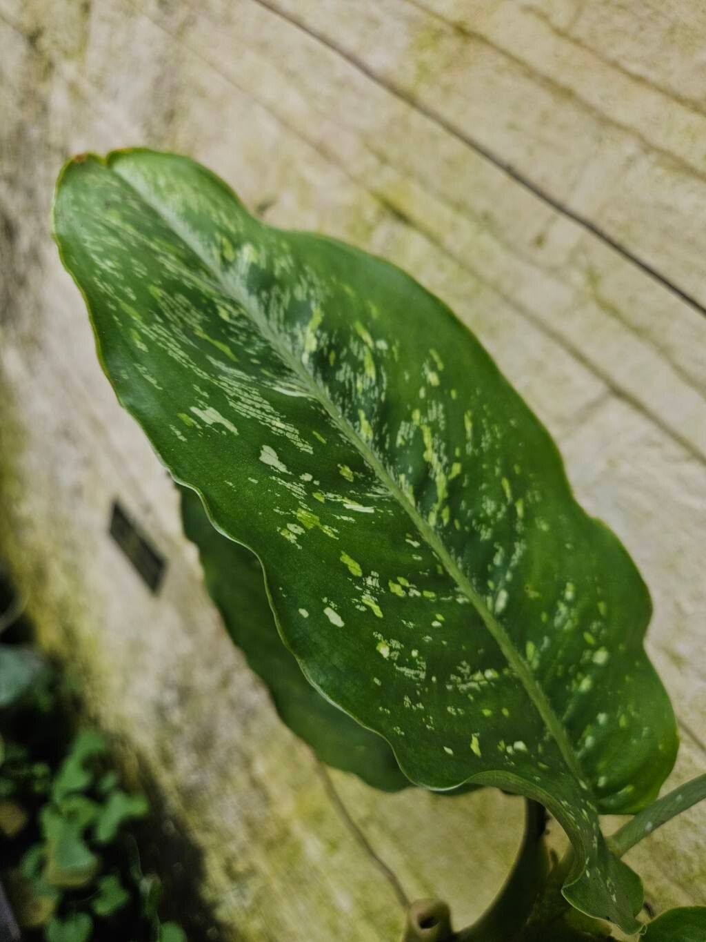 Dieffenbachia daguensis leaf