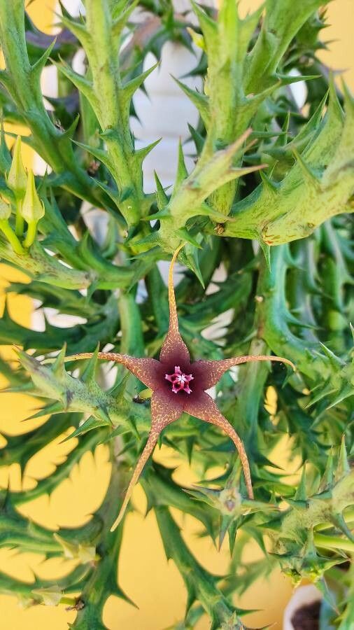 Orbea caudata flower