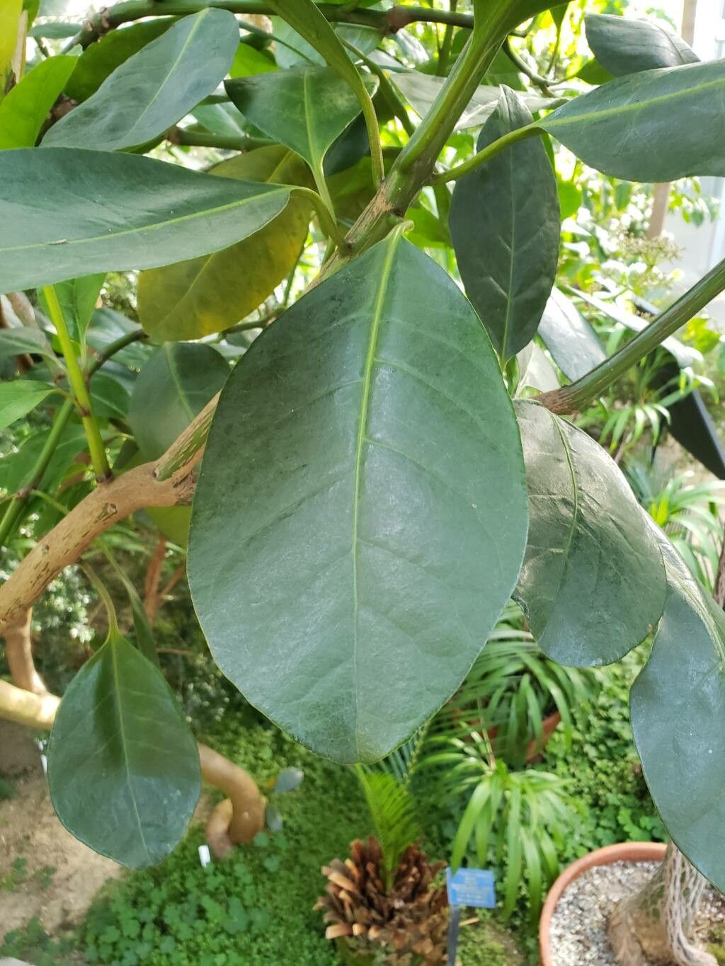 Ceodes umbellifera — houseplant care guide