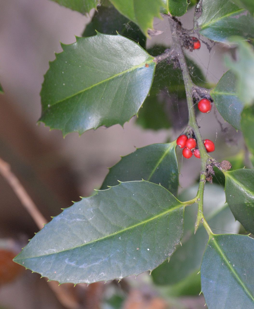 Ilex dipyrena fruit