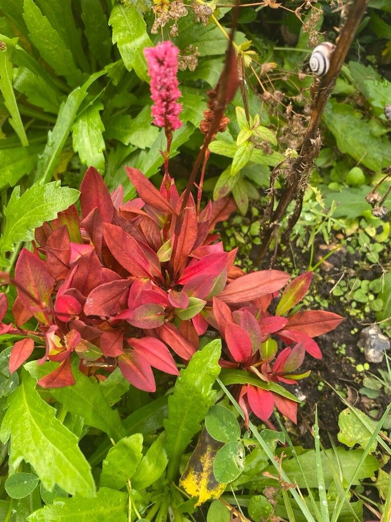Polygonum cognatum flower