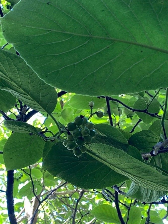 Ehretia macrophylla fruit