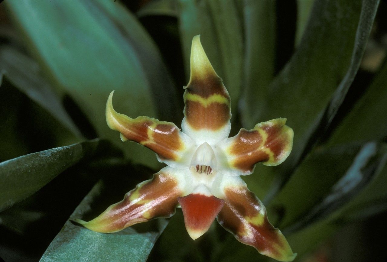 Huntleya lucida — related species from the same genus