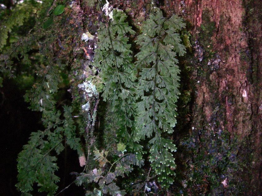 Hymenophyllum maxonii bark