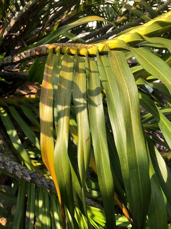 Grammatophyllum speciosum leaf
