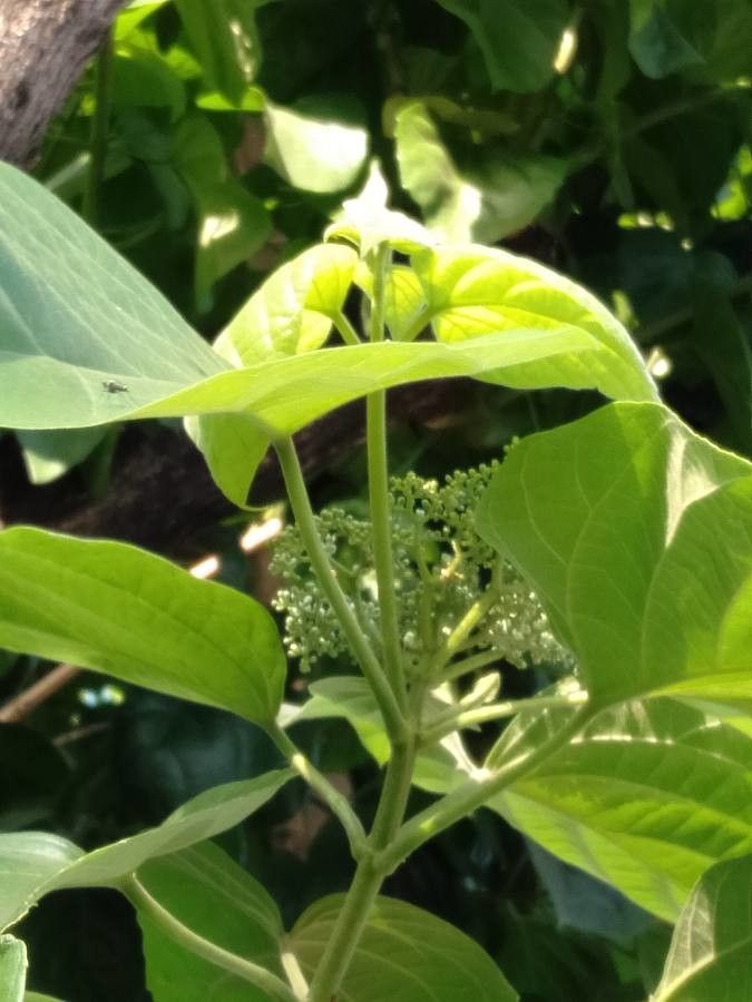 Premna odorata flower