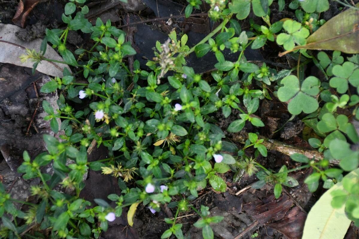 Justicia procumbens habit