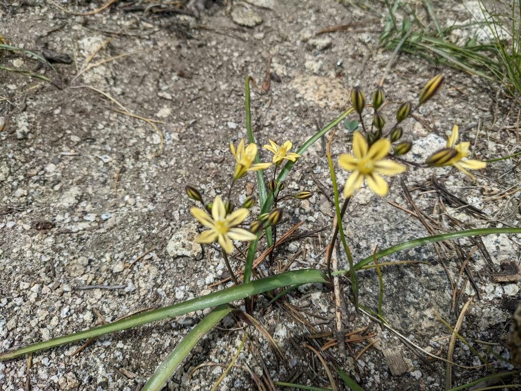 Triteleia ixioides flower