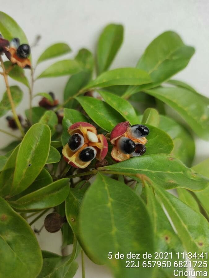 Matayba elaeagnoides fruit