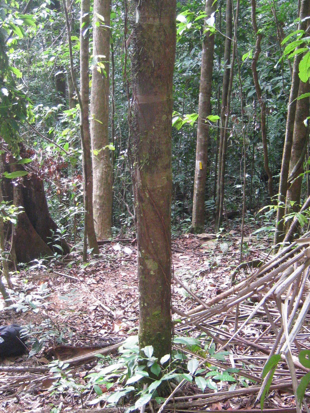 Astrocaryum rodriguesii bark