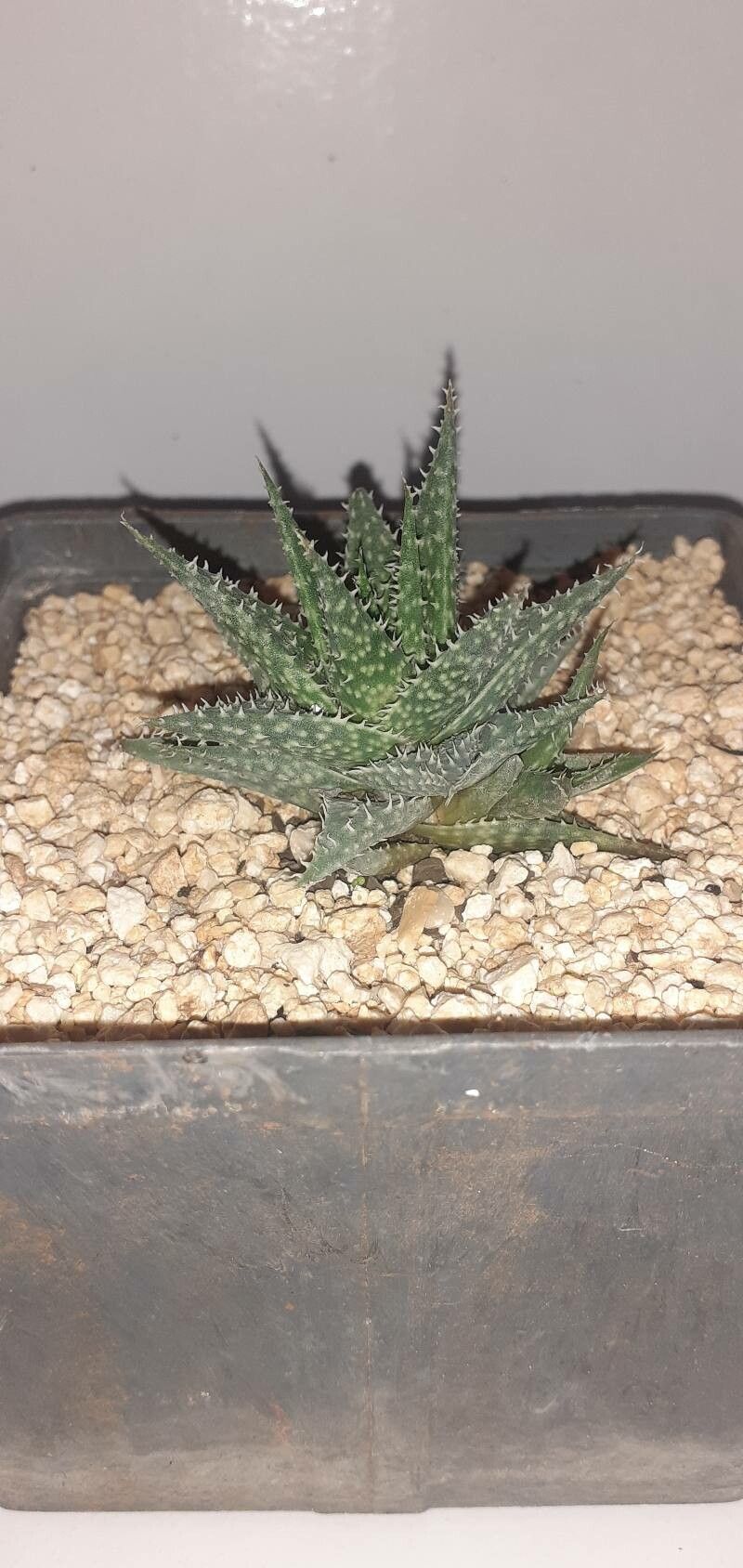 Aloe haworthioides — search result for 'Asphodelaceae'