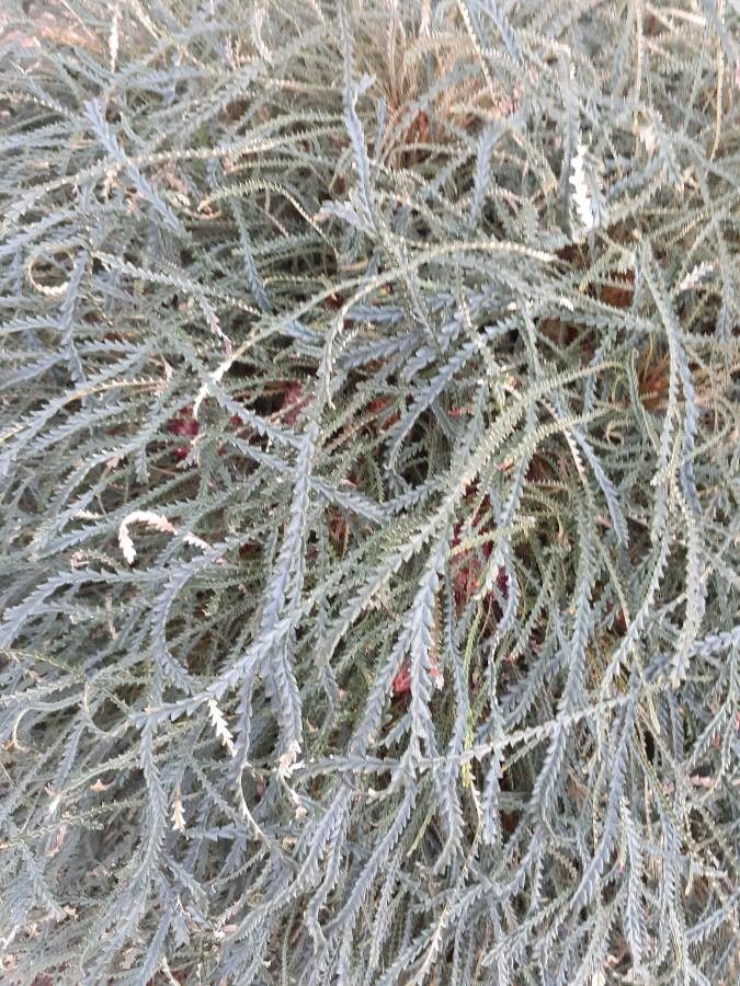 Dryandra nivea — search result for 'Banksia'