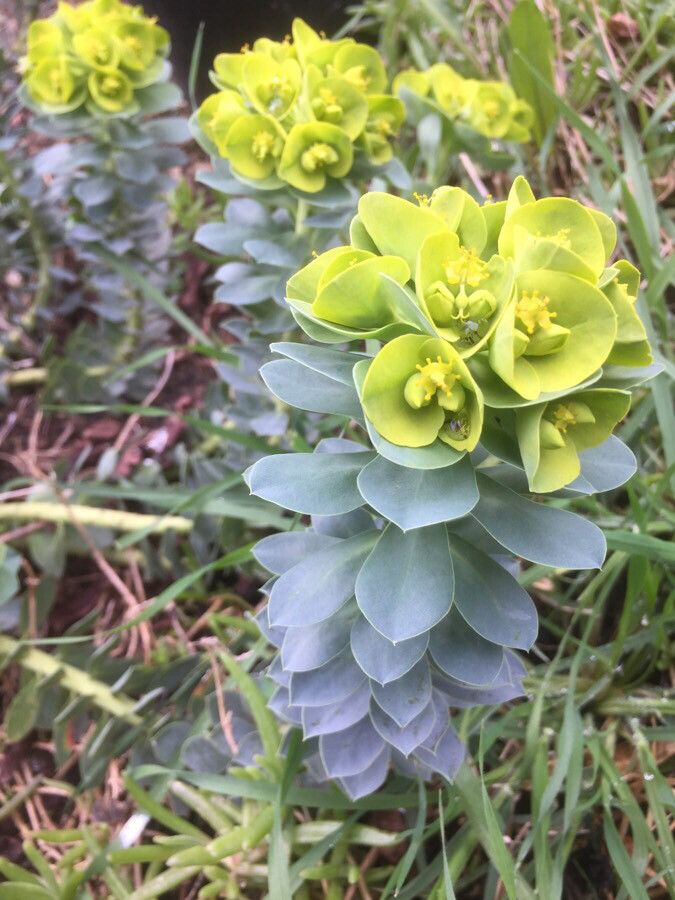 Euphorbia myrsinites flower