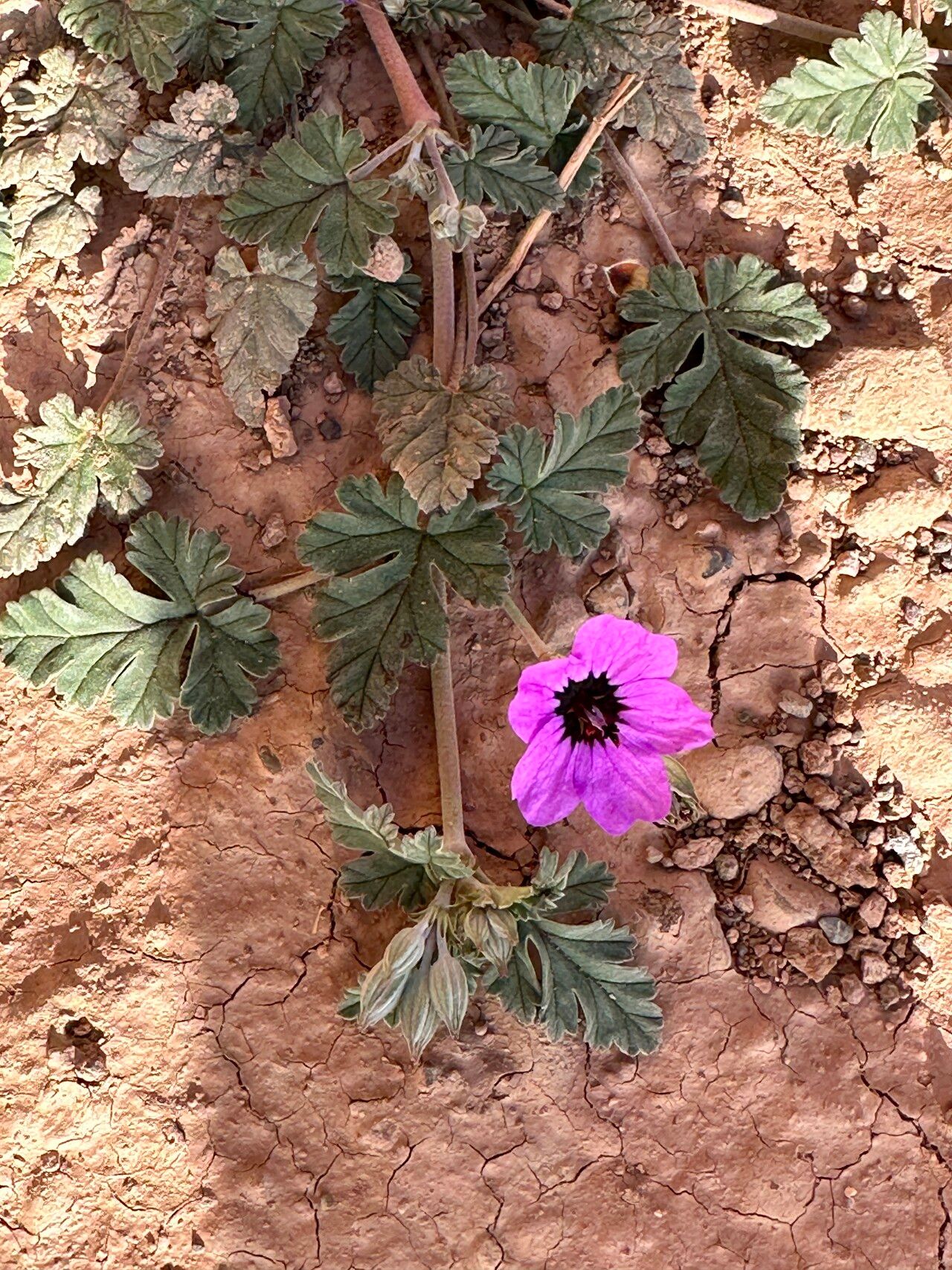 Erodium guttatum — search result for 'Erodium'