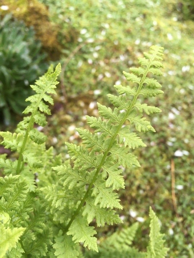 Woodsia oregana — houseplant care guide