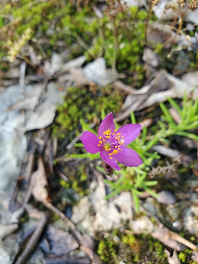 Phemeranthus mengesii flower
