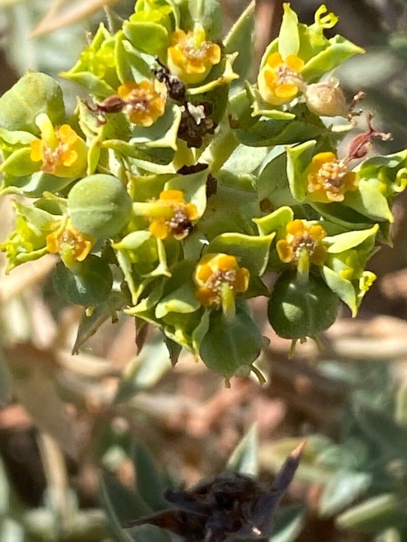 Euphorbia pithyusa flower