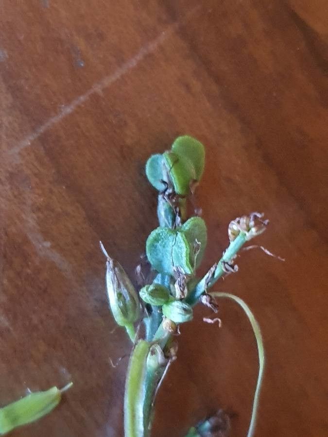 Chlorophytum gallabatense fruit