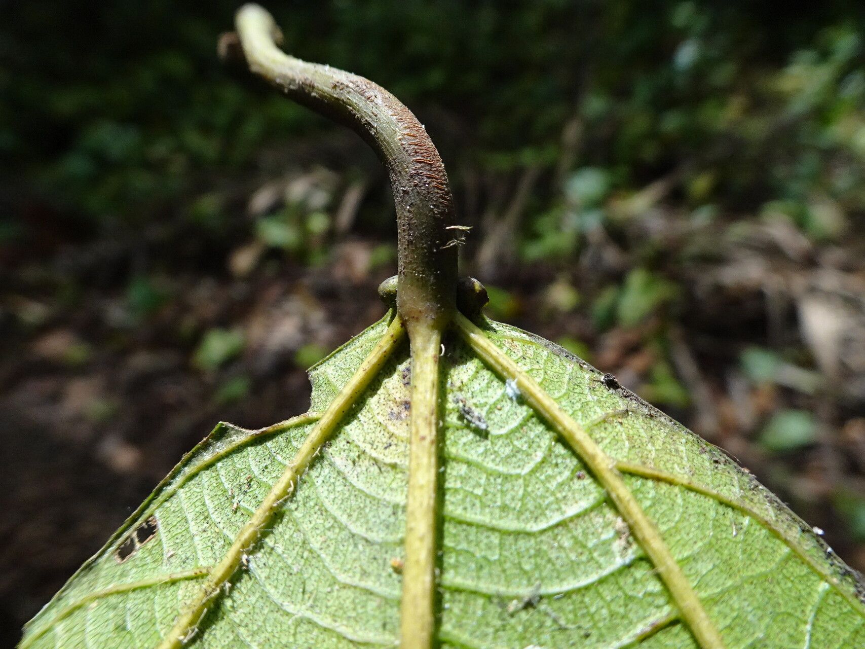 Macaranga staudtii leaf