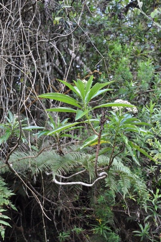 Psiadia laurifolia habit
