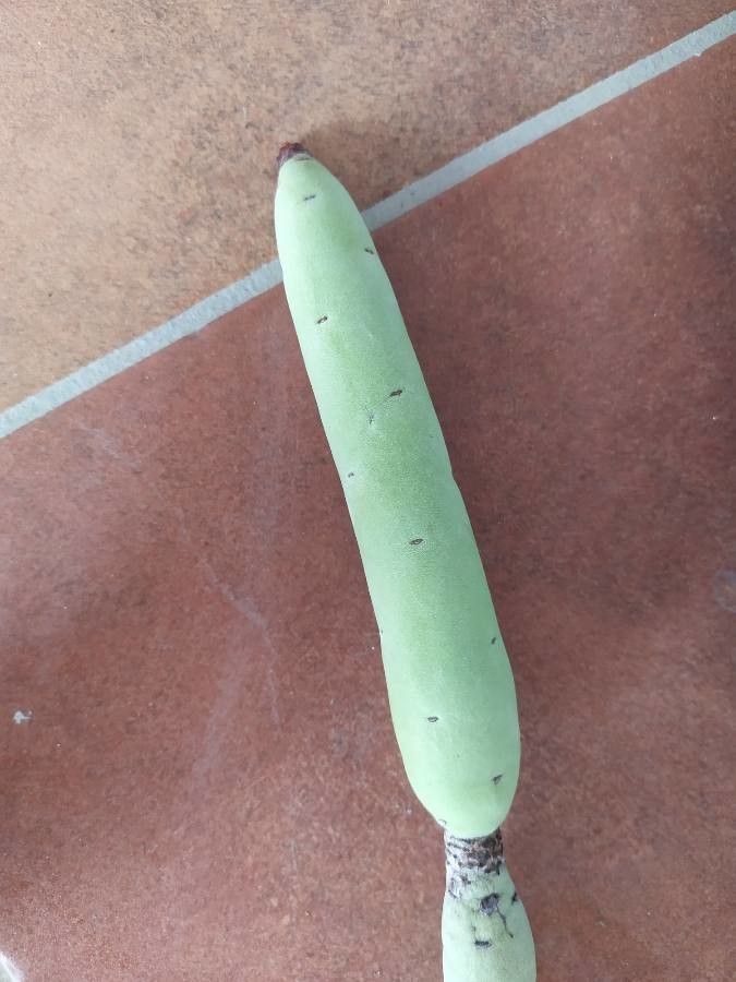 Euphorbia alluaudii bark