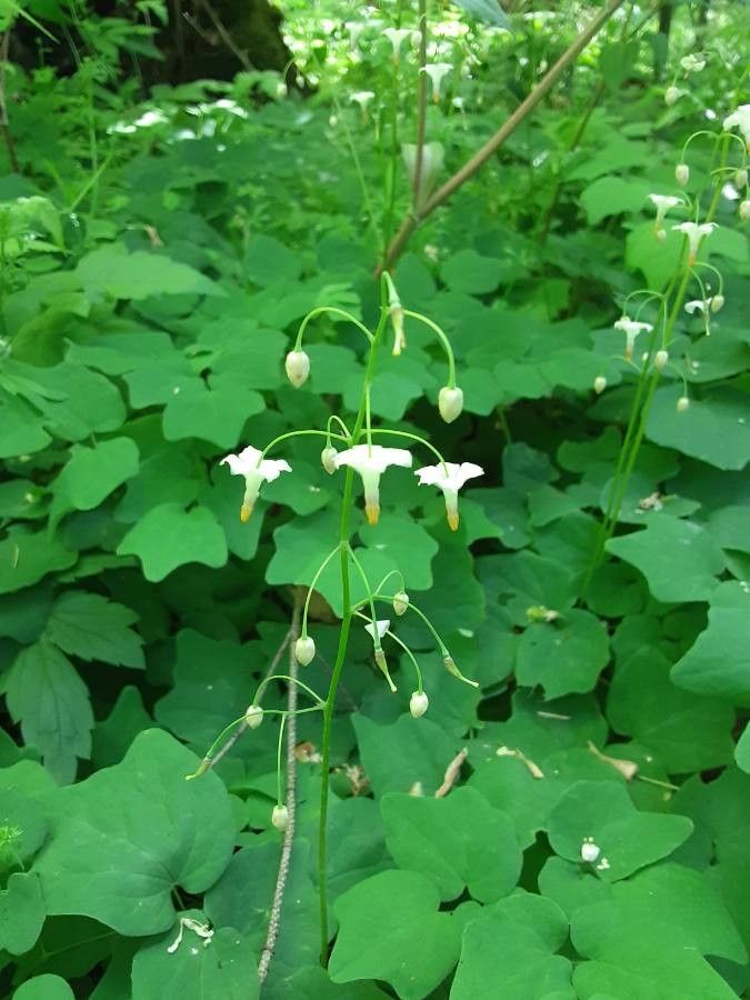 Vancouveria planipetala flower