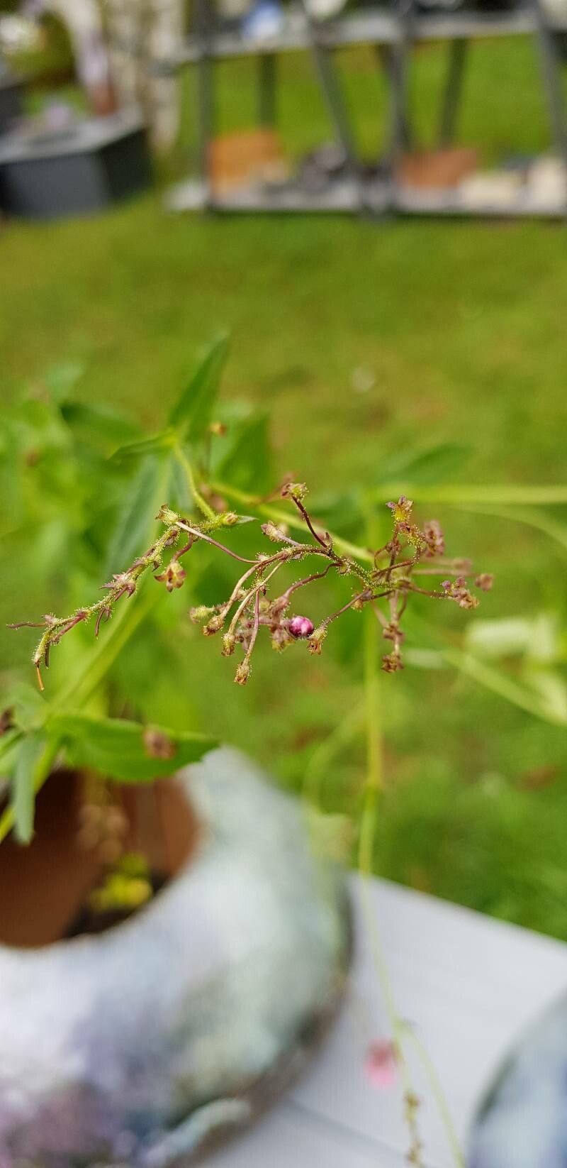 Diascia rigescens fruit