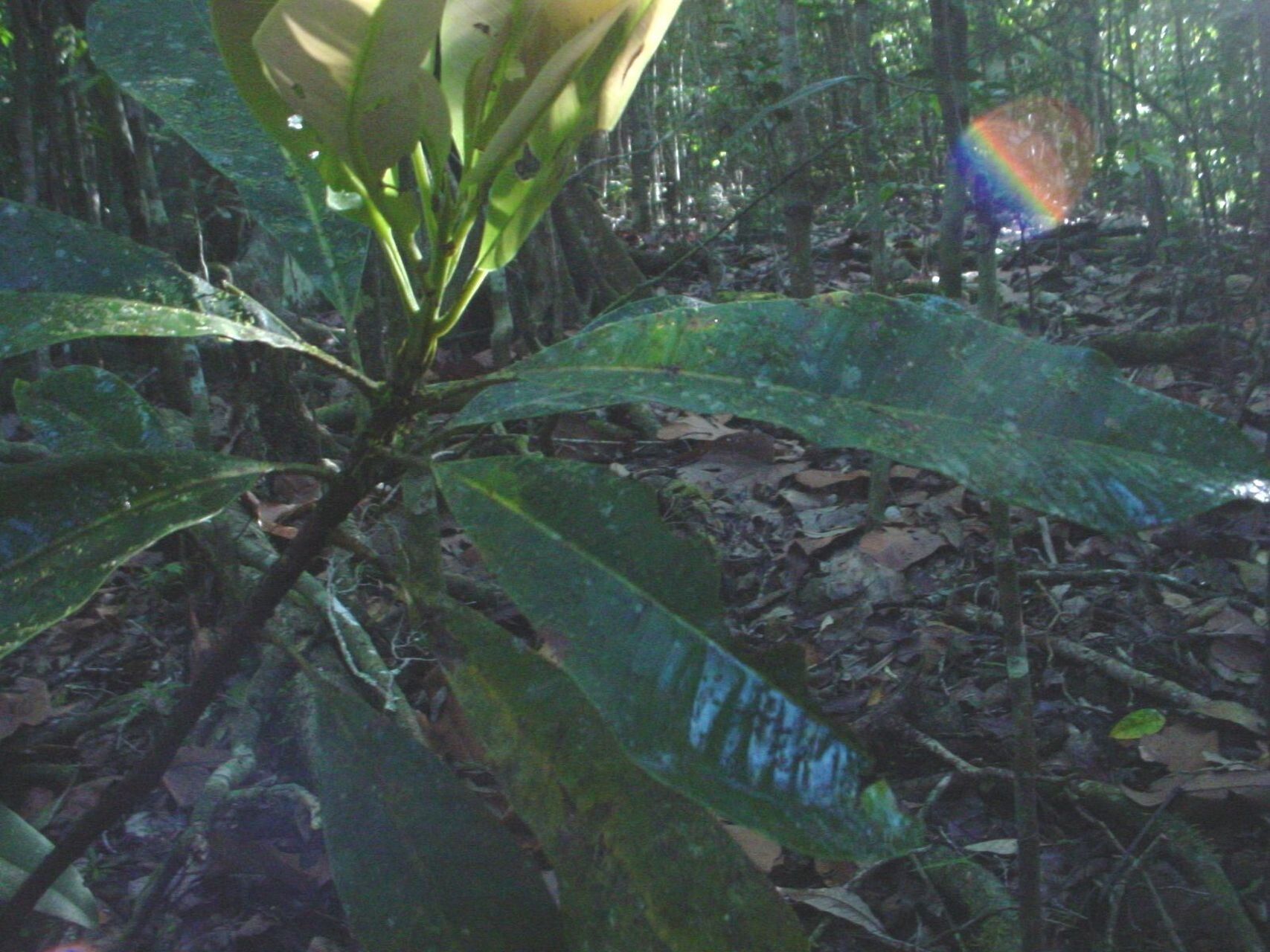 Syzygium dawsonianum — houseplant care guide