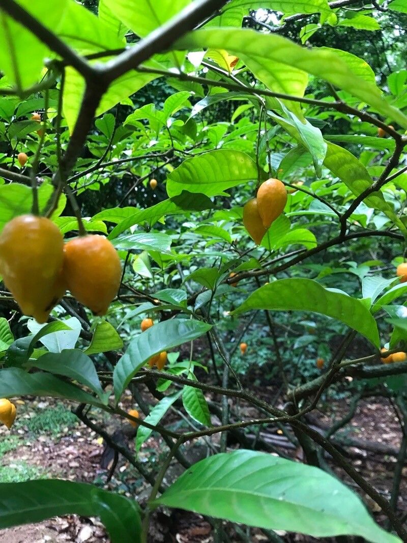 Tabernanthe iboga fruit