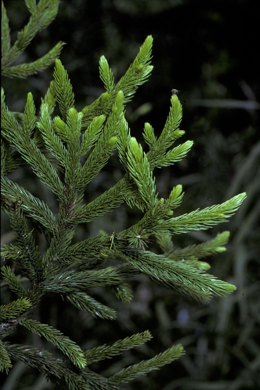Dacrydium gibbsiae — related species from the same genus