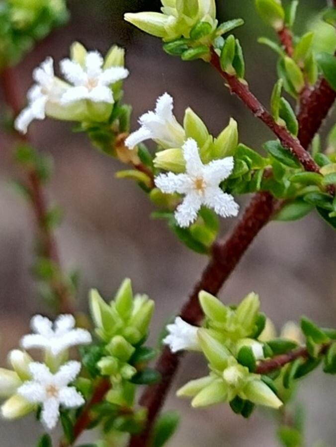 Leucopogon microphyllus flower