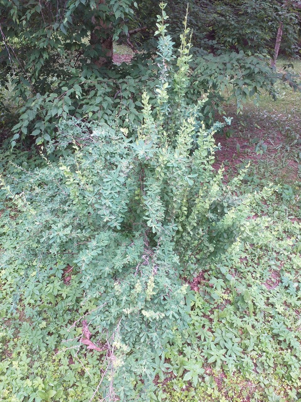 Berberis sibirica habit