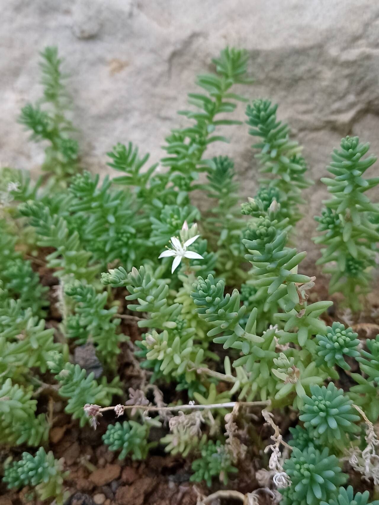 Sedum guadalajaranum habit